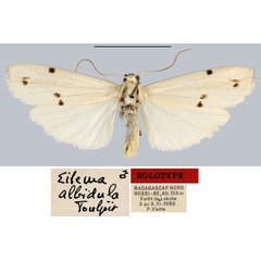 /filer/webapps/moths/media/images/A/albidula_Eilema_HT_MNHN.jpg