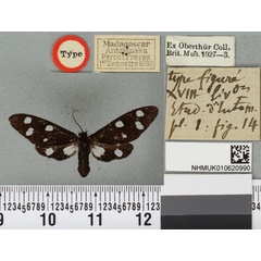 /filer/webapps/moths/media/images/L/lugens_Naclia_LT_BMNHa.jpg