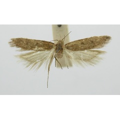 /filer/webapps/moths/media/images/S/syncopaula_Gelechia_HT_TMSA.jpg