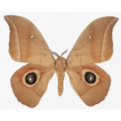 /filer/webapps/moths/media/images/R/rosea_Lobobunaea_AM_Basquina.jpg