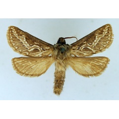 /filer/webapps/moths/media/images/H/homoterma_Eudalaca_AM_TMSA.jpg