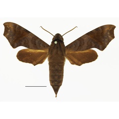 /filer/webapps/moths/media/images/S/sardanus_Temnora_AF_Basquina.jpg