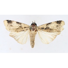 /filer/webapps/moths/media/images/C/costimacula_Mesogenea_AM_TMSA_01.jpg