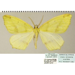 /filer/webapps/moths/media/images/R/rougeoti_Epigynopteryx_PTM_ZSM.jpg