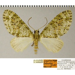 /filer/webapps/moths/media/images/L/letouzeyi_Lobidiopteryx_HT_ZSMa.jpg
