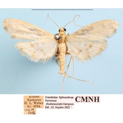 /filer/webapps/moths/media/images/R/rhodoneurialis_Furcivena_AM_CMNH_02a.jpg
