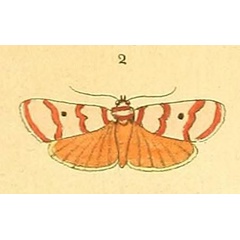 /filer/webapps/moths/media/images/P/puella_Cyana_Drury2_2_2.jpg