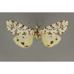 /filer/webapps/moths/media/images/S/schraderi_Alpenus_HT_BMNH.jpg