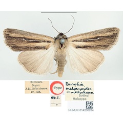 /filer/webapps/moths/media/images/M/mediofusca_Borolia_HT_BMNH.jpg
