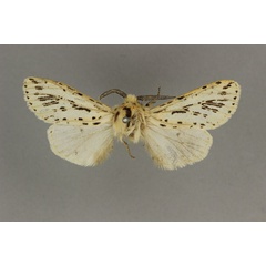 /filer/webapps/moths/media/images/A/atropunctata_Paralpenus_LT_BMNH.jpg