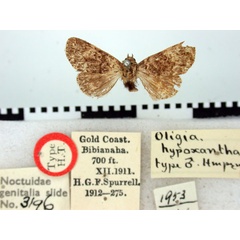/filer/webapps/moths/media/images/H/hypoxantha_Oligia_HT_BMNH.jpg