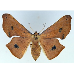 /filer/webapps/moths/media/images/M/maculosata_Xenimpia_AF_TMSA.jpg
