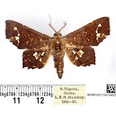 /filer/webapps/moths/media/images/L/lamprima_Episparis_AM_BMNH.jpg