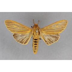 /filer/webapps/moths/media/images/S/scita_Pseudoradiarctia_PLT_BMNH.jpg
