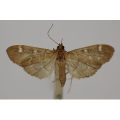 /filer/webapps/moths/media/images/T/trifidalis_Syllepte_PT_BMNH.jpg