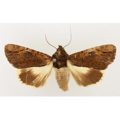 /filer/webapps/moths/media/images/M/mesoleuca_Ulotrichopus_AM_TMSA_01.jpg