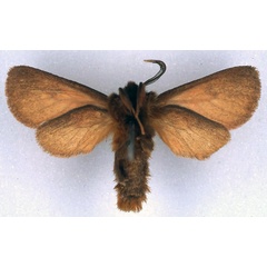 /filer/webapps/moths/media/images/R/rhodites_Metarctia_PT_BMNH_02.jpg