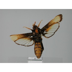 /filer/webapps/moths/media/images/R/rygchiiformis_Alonina_AF_TMSA.jpg