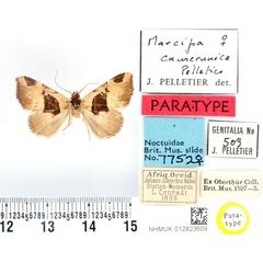 /filer/webapps/moths/media/images/C/camerunica_Marcipa_PTF_BMNH.jpg
