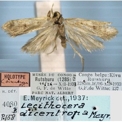 /filer/webapps/moths/media/images/D/dicentropa_Lecithocera_HT_RMCA.jpg