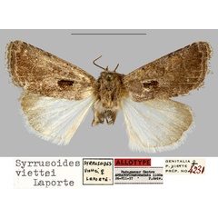 /filer/webapps/moths/media/images/V/viettei_Syrrusoides_AT_MNHN.jpg