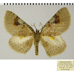 /filer/webapps/moths/media/images/N/nesiotes_Asthenotricha_AM_ZSMa.jpg