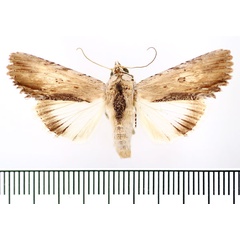 /filer/webapps/moths/media/images/V/voeltzkowi_Lyncestis_AM_BMNH.jpg