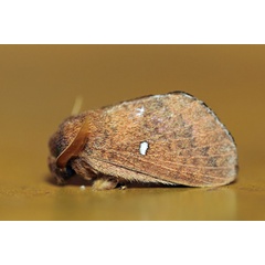 /filer/webapps/moths/media/images/A/argenteoguttata_Epitrabala_A_Voaden_01.jpg