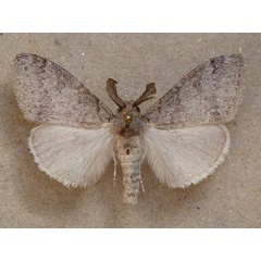 /filer/webapps/moths/media/images/G/gwelila_Laelia_A_Butler.jpg
