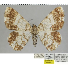 /filer/webapps/moths/media/images/A/albescens_Dorsifulcrum_PTF_ZSM.jpg