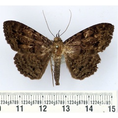 /filer/webapps/moths/media/images/N/nycterina_Tavia_AM_BMNH.jpg