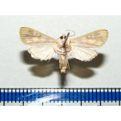 /filer/webapps/moths/media/images/C/citrina_Obtusipalpis_A_Goffb_02.jpg