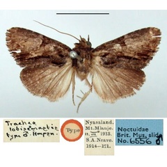 /filer/webapps/moths/media/images/L/lobisemastis_Trachea_ST_BMNH.jpg