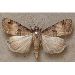 /filer/webapps/moths/media/images/B/bibrachiata_Crypsotidia_A_Butler.jpg