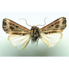 /filer/webapps/moths/media/images/P/phoenicraspis_Campydelta_AM_ZSM.jpg
