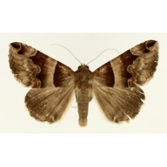 /filer/webapps/moths/media/images/A/angularis_Caranilla_AM_TMSA_02.jpg
