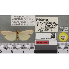 /filer/webapps/moths/media/images/P/peyrierasi_Eilema_PTM_BMNHa.jpg
