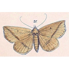 /filer/webapps/moths/media/images/A/amaponda_Gracilodes_HT_Felder_1875_119-25.jpg