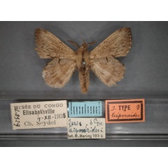 /filer/webapps/moths/media/images/L/leipoxaides_Isais_HT_RMCA_01.jpg