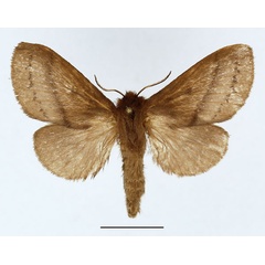 /filer/webapps/moths/media/images/V/vulpicolor_Phoenicladocera_AF_Basquin_02.jpg