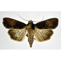 /filer/webapps/moths/media/images/F/firmivena_Stenopterygia_AF_NHMO_01.jpg