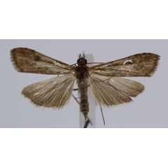 /filer/webapps/moths/media/images/N/noctuella_Nomophila_A_JMonks_02.jpg