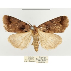 /filer/webapps/moths/media/images/E/ethiopica_Cretonia_AM_BMNH.jpg