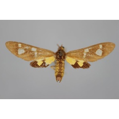 /filer/webapps/moths/media/images/P/puella_Pseudonaclia_HT_BMNH.jpg