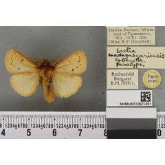 /filer/webapps/moths/media/images/M/madagascariensis_Laelia_PTM_BMNH_02a.jpg