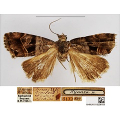 /filer/webapps/moths/media/images/N/nyanza_Erastria_HT_NHMUK.jpg