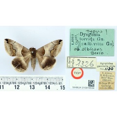 /filer/webapps/moths/media/images/A/albicans_Dysgonia_HT_BMNH.jpg