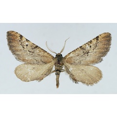 /filer/webapps/moths/media/images/E/eupitheciata_Hebdomophruda_AM_TMSA.jpg