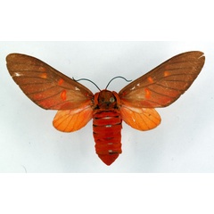 /filer/webapps/moths/media/images/H/haemalea_Balacra_AF_Ochse.jpg