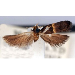/filer/webapps/moths/media/images/C/chlorotoma_Onebala_HT_BMNH.jpg